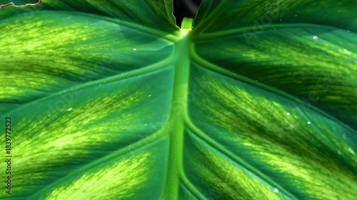 Close up of a large green leaf showing texture and veins