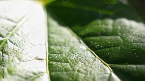 Close up of a vibrant green leaf with textured surface and bright highlights