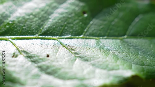 Close up of a vibrant green leaf with textured surface detail