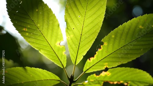 Close up of green leaves in sunlight illustrating nature and environment