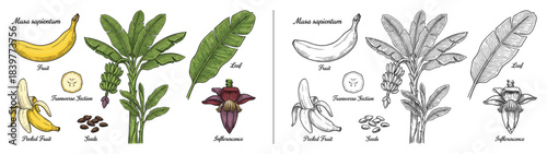 Botanical Illustration: Two Banana Plants, Fruits, Leaves and Flowers Set