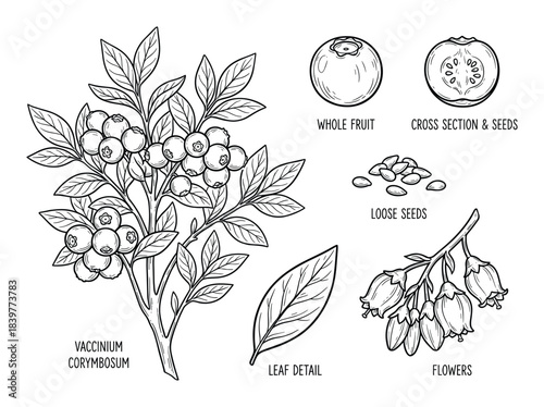 Detailed botanical illustration of Vaccinium corymbosum components and parts.