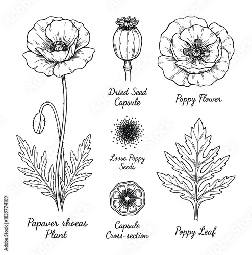 Papaver rhoeas, a plant botanical illustration, with flowers and seed pod