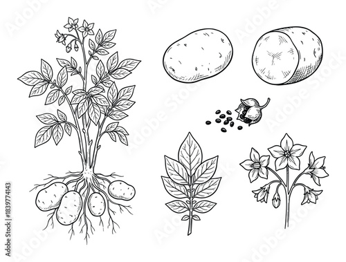 Detailed Line-Art Potato Plant Illustration Depicting Root, Leaves, and Crop