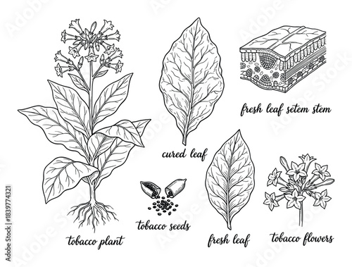Botanical Illustration: Detailed Tobacco Plant and its Parts Depiction