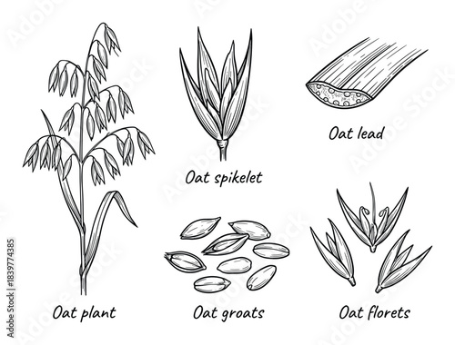 Detailed botanical illustration of an oat plant with its parts sketched.