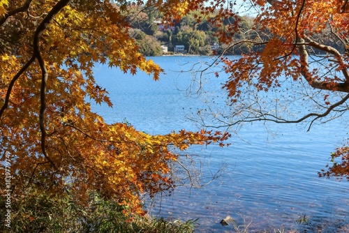 伊豆 一碧湖の秋。大池紅葉広場。