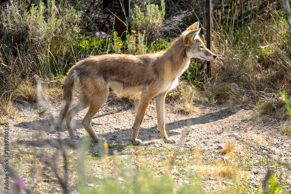 Obraz premium Profile Of Brown Coyote Looks Right Along Trail