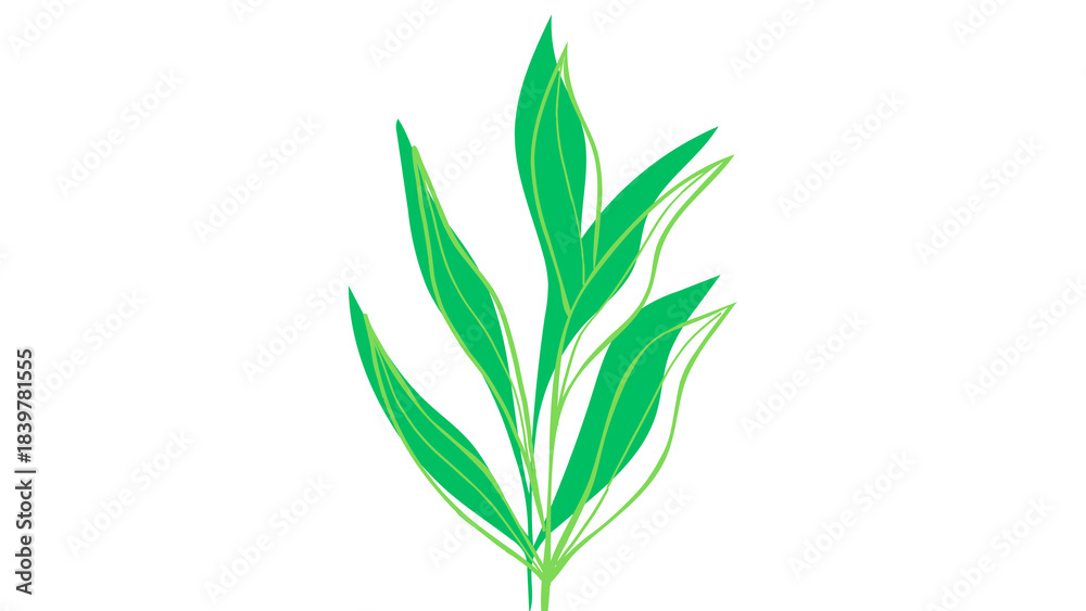Obraz premium green wheat isolated on white background