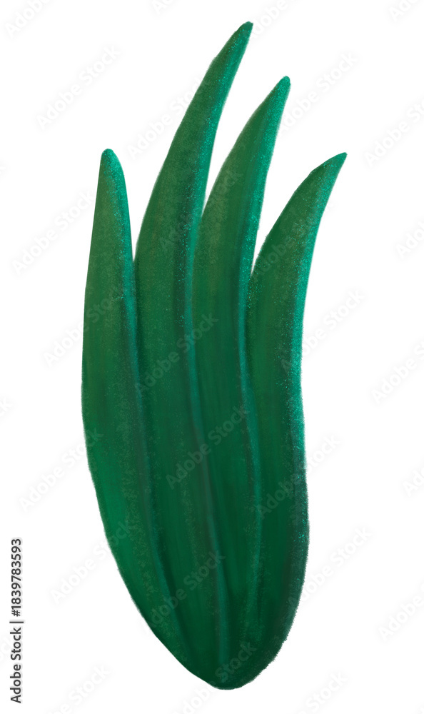 Fototapeta premium Green leaf png sticker, botanical illustration, transparent background