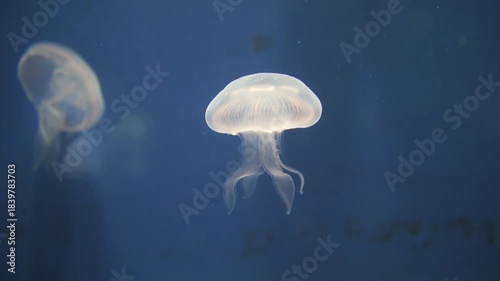 The Moon Jellyfish differs from many jellyfish because they lack long, potent stinging tentacles.