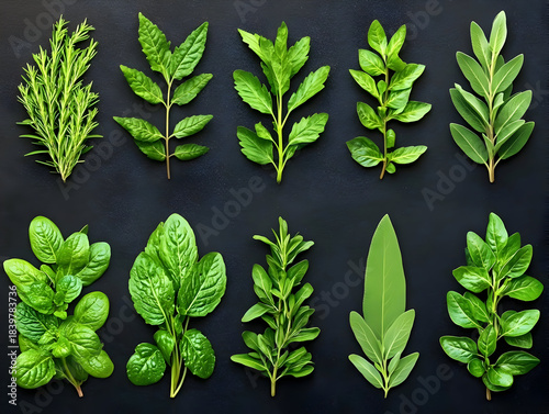 Set field meadow garden plants bunches in vertical arrangement on black background, showcasing rustic botanical palette with textural variety, natural beauty and texture for artistic compositions