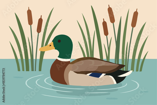 Wetland Duck Flat Vector Illustration