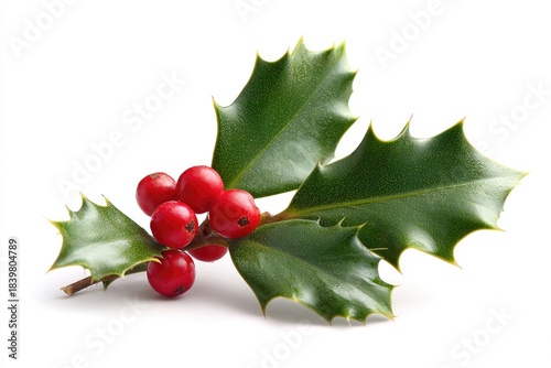 Close-up of holly branch with glossy green leaves and bright red berries against white