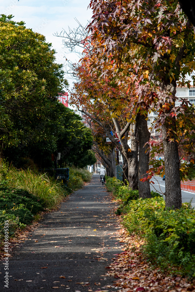 Naklejka premium 横須賀251126 上町1 街路樹紅葉