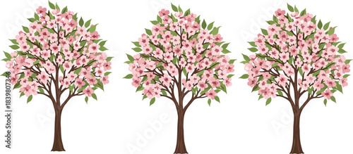 Identical group of three beautiful pink-blooming cherry blossom trees with lush green leaves, elegant spring floral vector illustration on a white background.