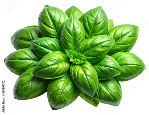 “Fresh Basil Leaves Bunch, Isolated on Transparent Background”