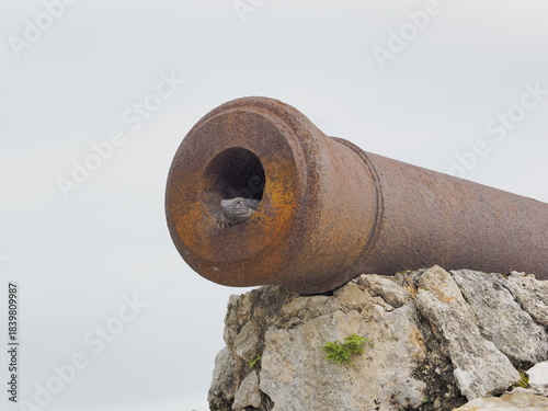 Iguana inside a canon in Bacalar Mexico