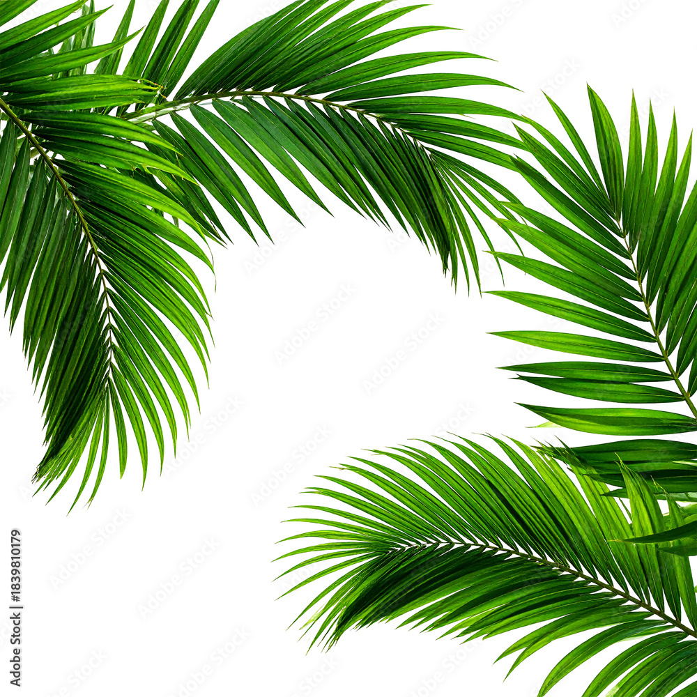 Fototapeta premium Lush Palm Fronds: Vibrant green palm leaves gracefully frame the scene, their intricate textures and forms evoking a sense of tropical elegance and freshness.