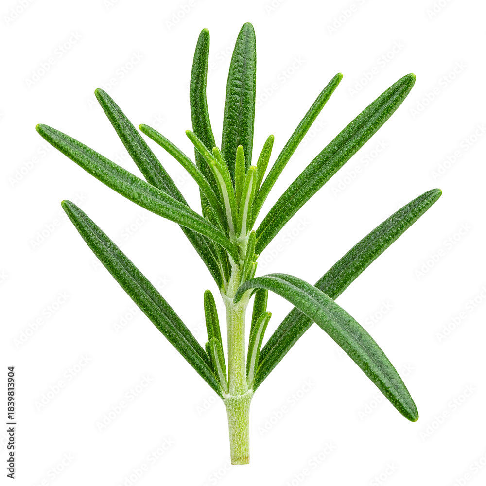 Obraz premium Rosemary's Essence: A close-up shot of a vibrant rosemary sprig, showcasing its fresh green leaves and aromatic essence. Capturing the simplicity and fragrance.