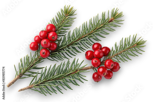Festive christmas sprigs featuring vibrant red berries nestled amongst realistic green pine needles against a stark black background