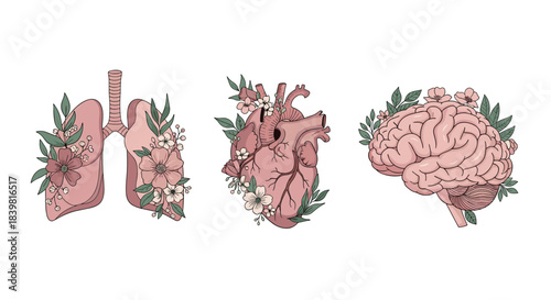 Elegant botanical illustrations of the human lungs, heart, and brain, intricately designed with floral elements.