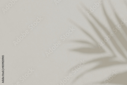 Shadow leaf dypsis on Cloud dancer color wall. Cloud dancer color of the year 2026. Monochrome background.