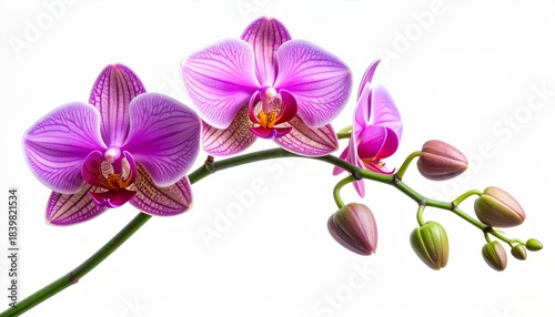 Striking Purple Striped Orchid Flower Blossom on White Background