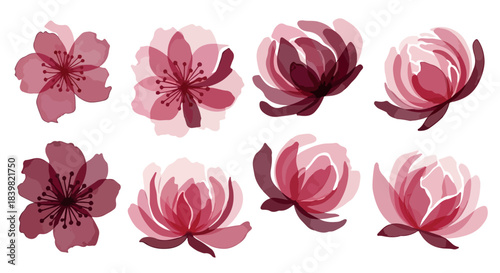 Pink cherry blossom flowers with transparent background