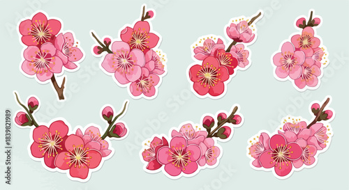 Pink cherry blossom sprigs with transparent background