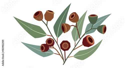 Eucalyptus branch with gum nuts with transparent background