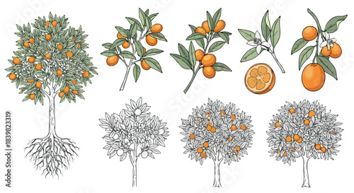 Orange tree with roots and fruit branches