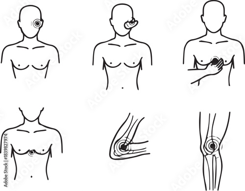 Illustrations of human anatomy for medical education purposes
