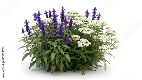 Mixed garden bush with purple and yellow flowers isolated on white background