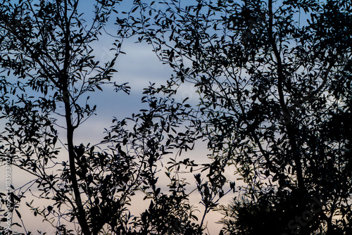 日没後のシルエット