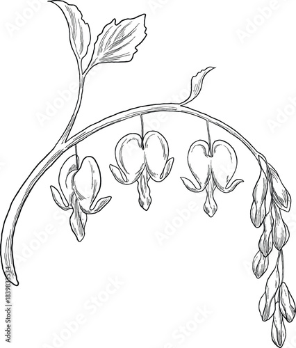 Bleeding Heart Flower Illustration – Dicentra Botanical Drawing
