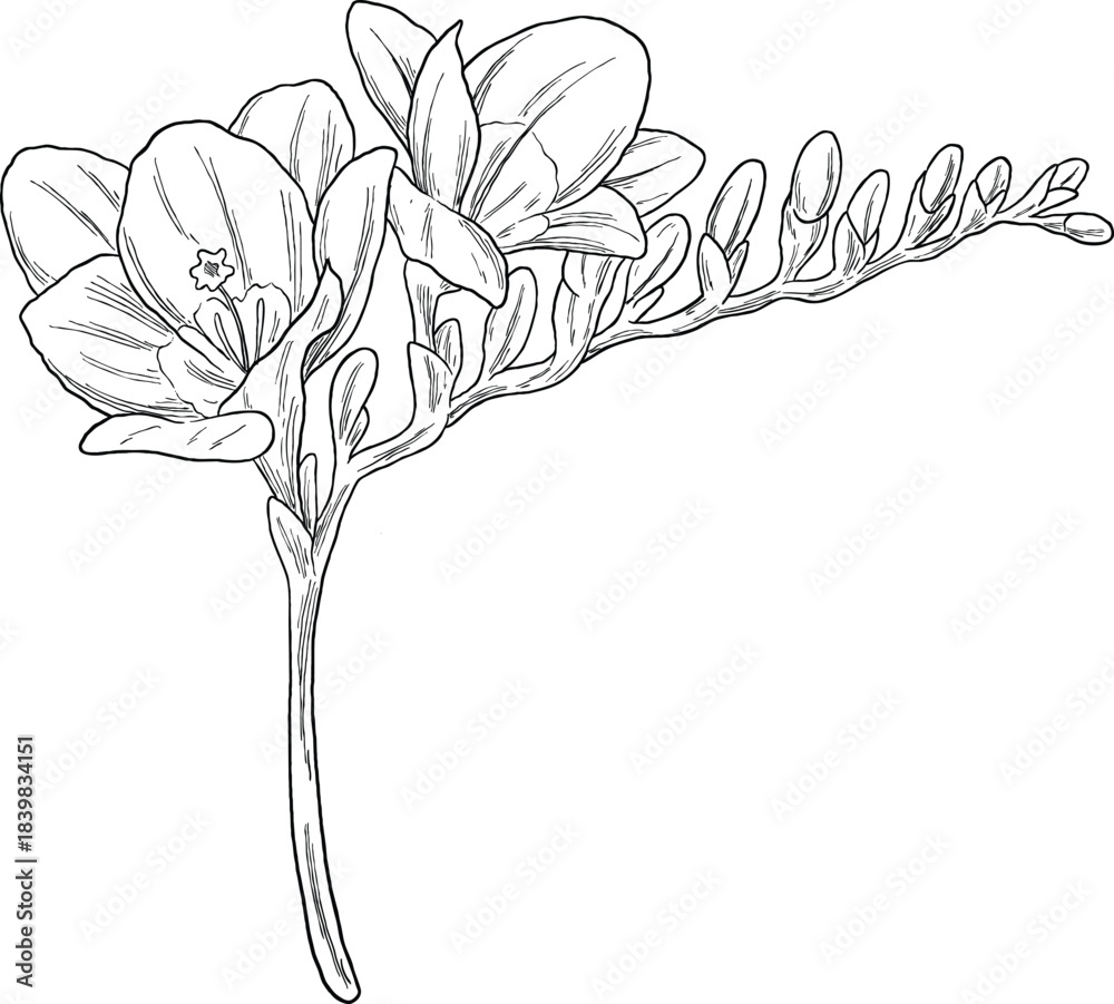 Freesia Sketch