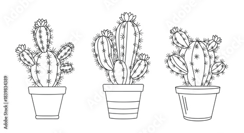 A collection of various potted cactus plants with blossoms, presented as detailed black and white line art illustrations on a white background.