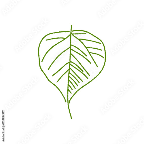 green leaf isolated on white background