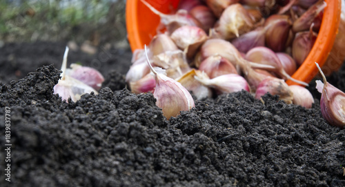 Planting garlic cloves in rich soil for a bountiful harvest in the garden