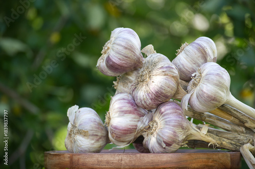 Freshly harvested garlic bulbs resting on wooden surface
