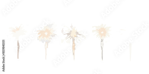 Five dandelion seed heads at varying stages of dispersal on black background