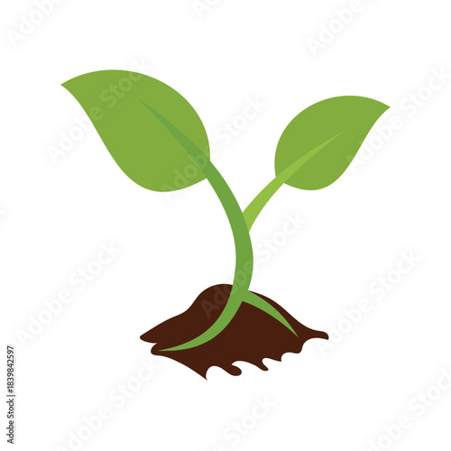 Flower and Plant Life Cycle Illustration – Growing Phases from Seed to Bloom, Editable Vector illustrtion.