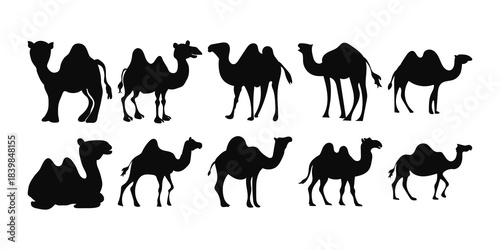 Camel Silhouette Islamic Illustration
