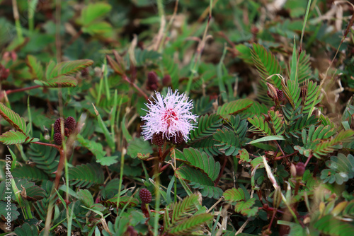 Pink fluffy flower on a Sensitive Weed (Mimosa pudica) plant