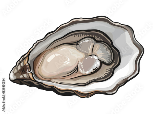 This stylized illustration depicts a fresh oyster on the half shell, showcasing its glossy, cream-colored meat and pearlescent interior framed by the rough, dark-lined contours of the outer shell