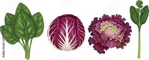 Cartoon-style leafy vegetable set featuring spinach, radicchio, kale, and broccoli for culinary, botanical, or educational design use