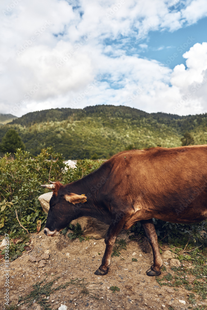 Fototapeta premium A cow walks along a dirt path in a grassy hillside landscape under a bright blue sky with fluffy clouds capturing rural tranquility