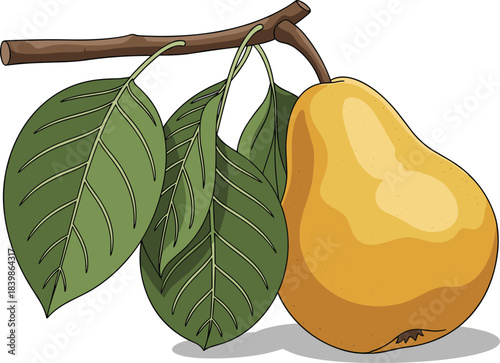 Ripe yellow pear hanging from branch with green leaves, botanical fruit illustration for design, education, and nature themes