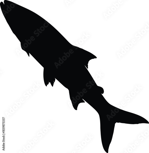 Silhouette of a predatory fish swimming upward